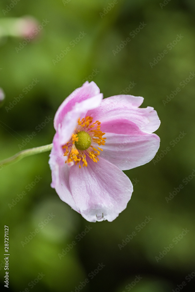 close up of single pink flower blooming in the shade in the garden with blurry green background close up of single pink flower blooming in the shade in the garden with blurry green background