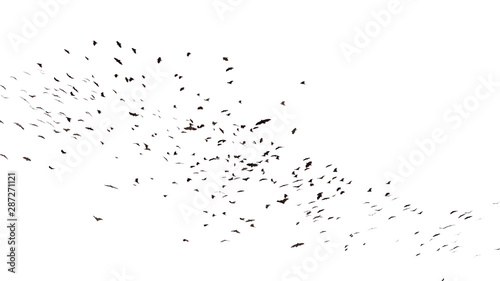 Tablou canvas large group of flying foxes, mega bats isolated on white background