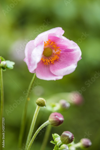 close up of single pink flower blooming in the shade in the garden with blurry green background