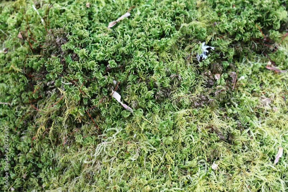 Obraz premium green moss on a tree