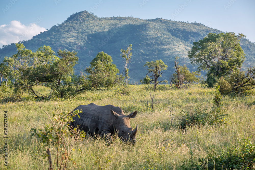 Fototapeta premium Southern white rhinoceros in Kruger National park, South Africa