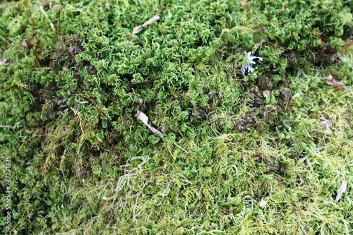 green moss on a tree
