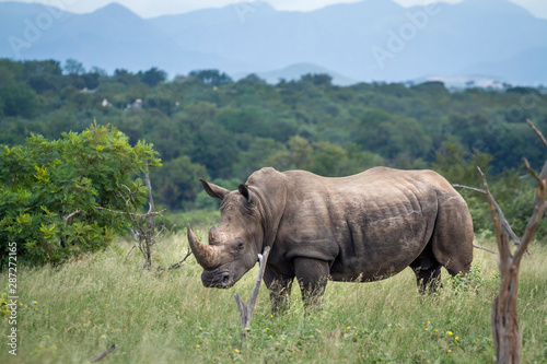 Southern white rhinoceros in Kruger National park  South Africa