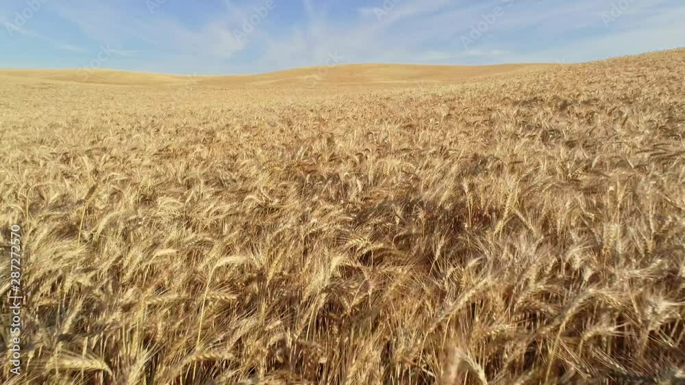 Wheat grains weigh down the tops of plant stalks just before it is harvested Wheat grains weigh down the tops of plant stalks just before it is harvested
