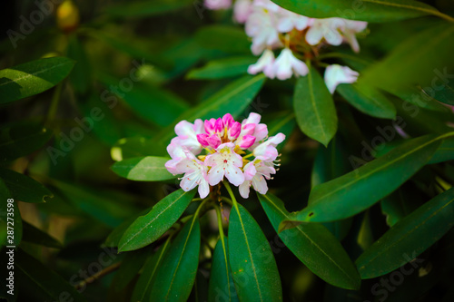 Rhododendron starting to bloom