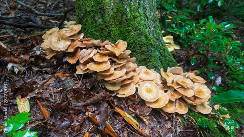 Wild edible honey mushrooms in the wilderness