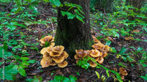 Photography Wild edible honey mushrooms in the wilderness