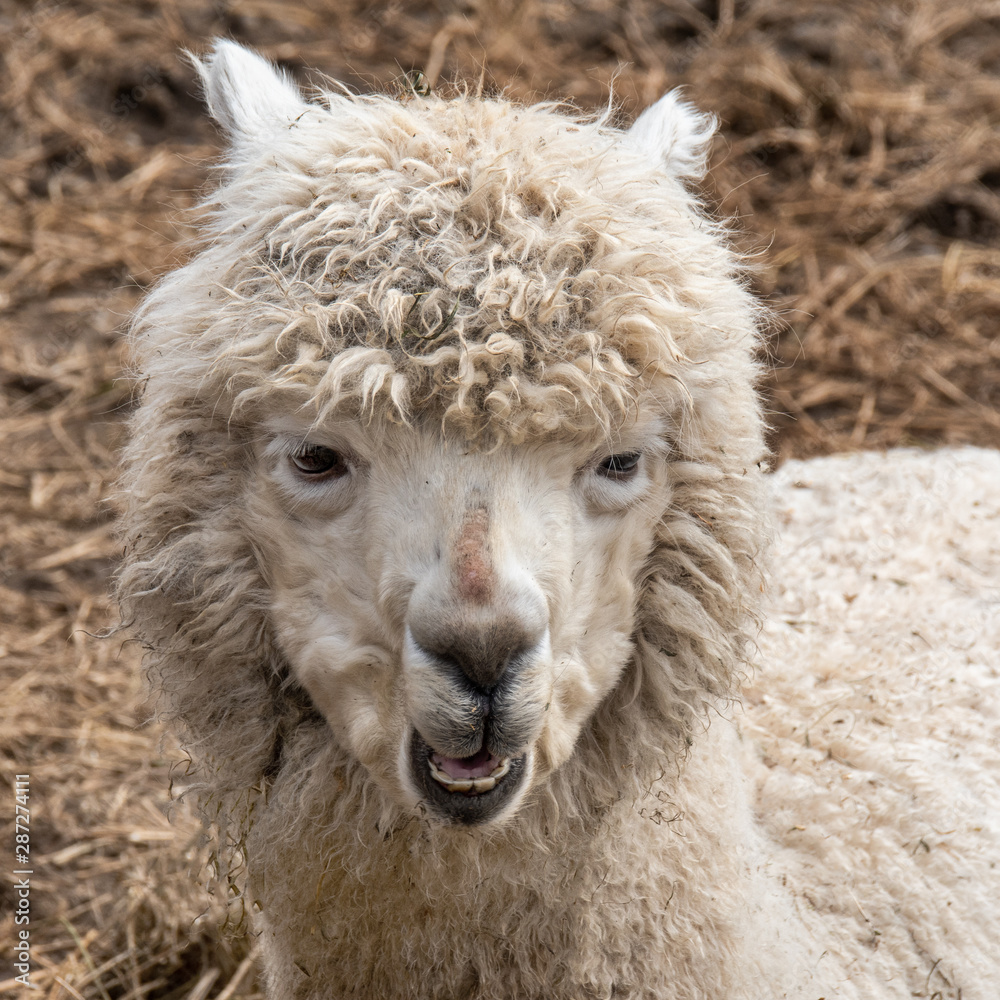 white alpaca Lama with smile