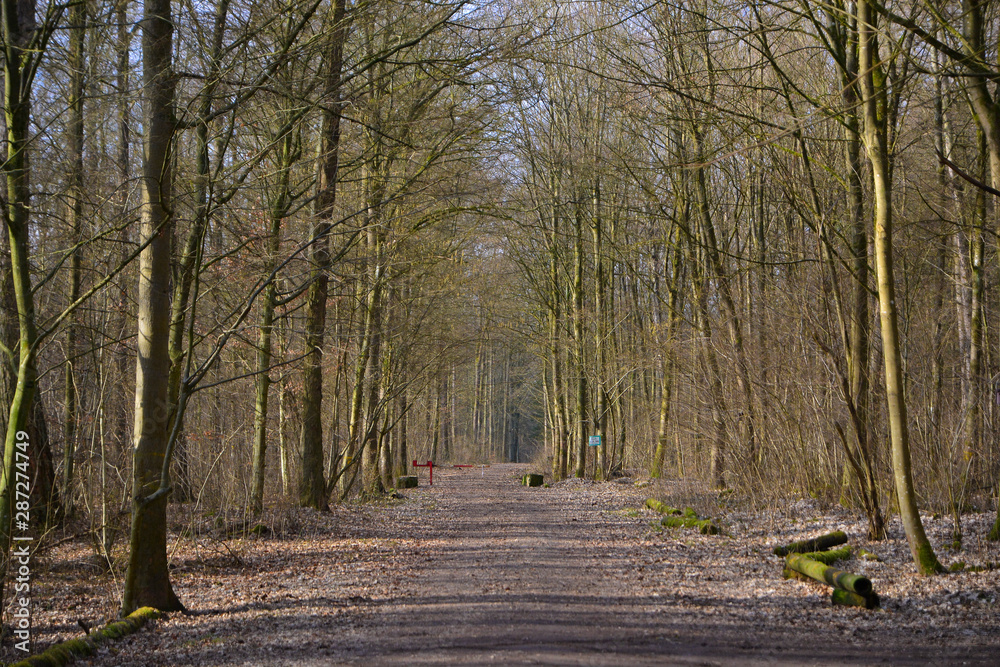 Forest Way Cloudy Clouds Foliage Autumn Forest Trail Forest Way Cloudy Clouds Foliage Autumn Forest Trail