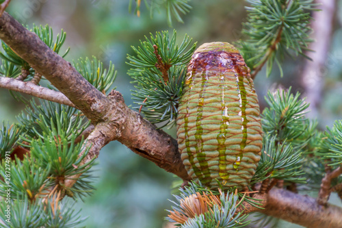 Christmas background with Himalayan cedar or deodar cedar tree with cones and copy space for text