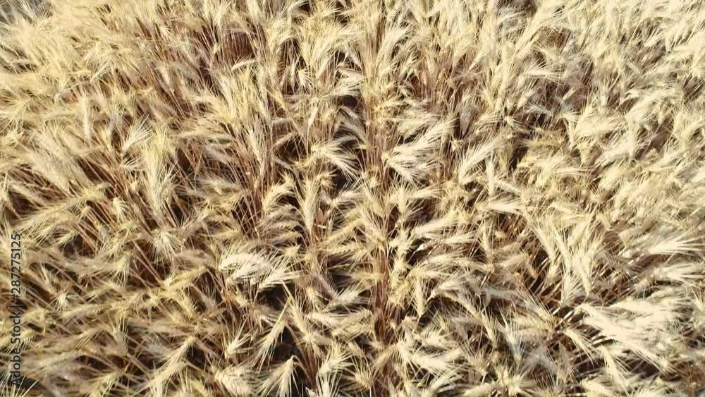 Downward view of fall wheat just before harvest blowing in the wind Downward view of fall wheat just before harvest blowing in the wind