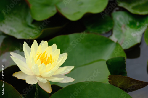 A yellow lotus blossoms in a vast pool