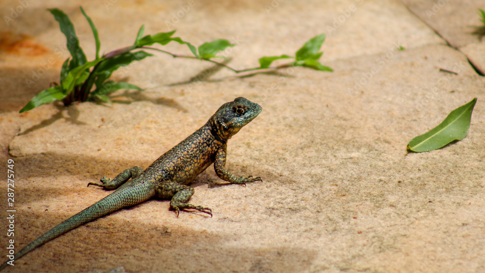 lagarto, calango baiano, Tropidurus sertanejo lagarto, calango baiano, Tropidurus sertanejo