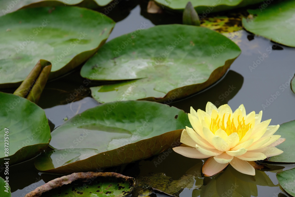 A yellow lotus emerges from thw water A yellow lotus emerges from thw water