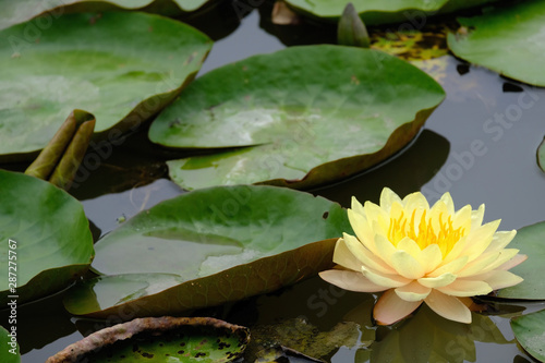 A yellow lotus emerges from thw water