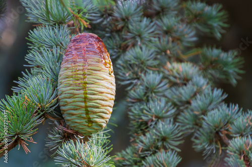 Christmas background with Himalayan cedar or deodar cedar tree with cones and copy space for text photo