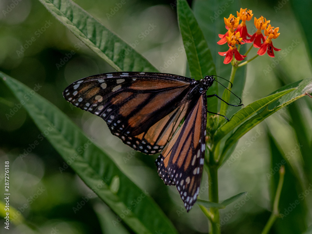 Fototapeta premium Orange, White, and Black Wings on a Monarch Butterfly on Flowers