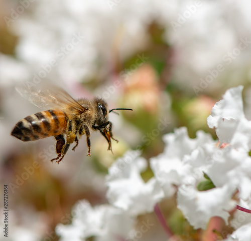 Black and Orangle Hues on a Close Up of a Honey Bee in Flight to Flowers
