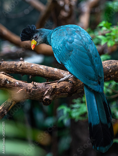Bright Blue and Yellow Plimage on a Great Blue Turaco on a Branch
