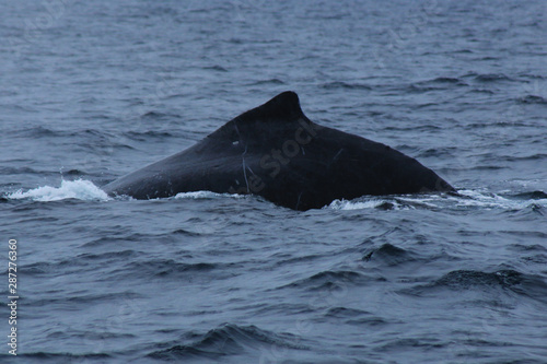 The black back and dorsal fin of humpback whale, megaptera novaeangliae, probably a male because of the scars