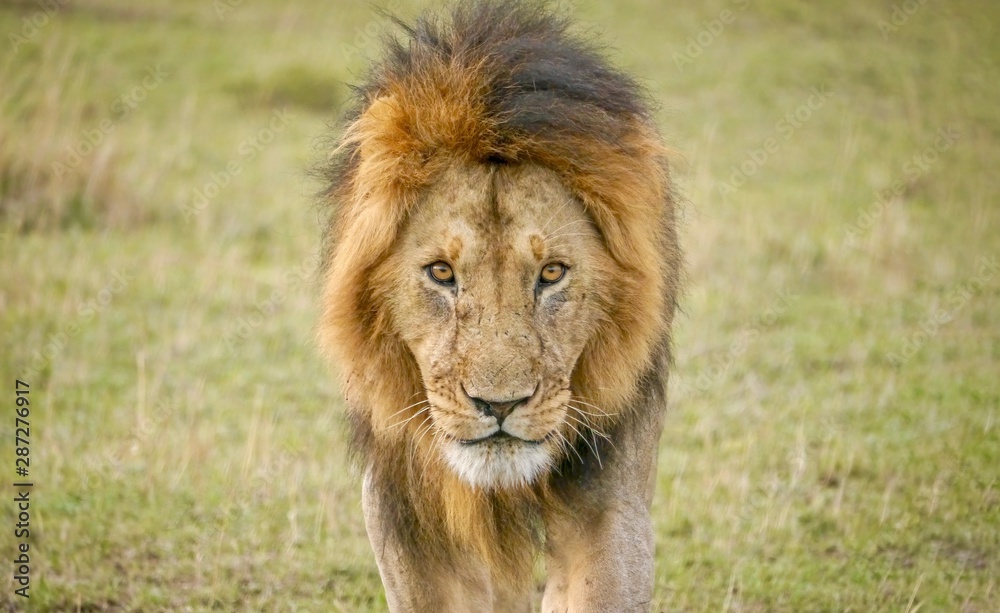 An adult male lion looks fierce and dangerous as he walks directly toward the camera, in the Masai Mara, Kenya.