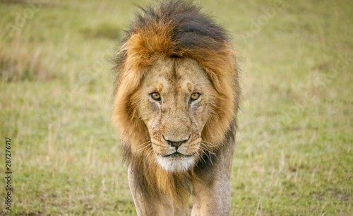 An adult male lion looks fierce and dangerous as he walks directly toward the camera  in the Masai Mara  Kenya.
