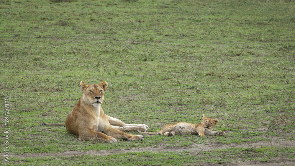 Fototapeta premium A lioness and her cub lying in the savanna grasslands of Africa with copy space .