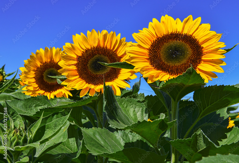 Sunflowers blooming on farm, a common scene in late Summer and early Autumn Sunflowers blooming on farm, a common scene in late Summer and early Autumn