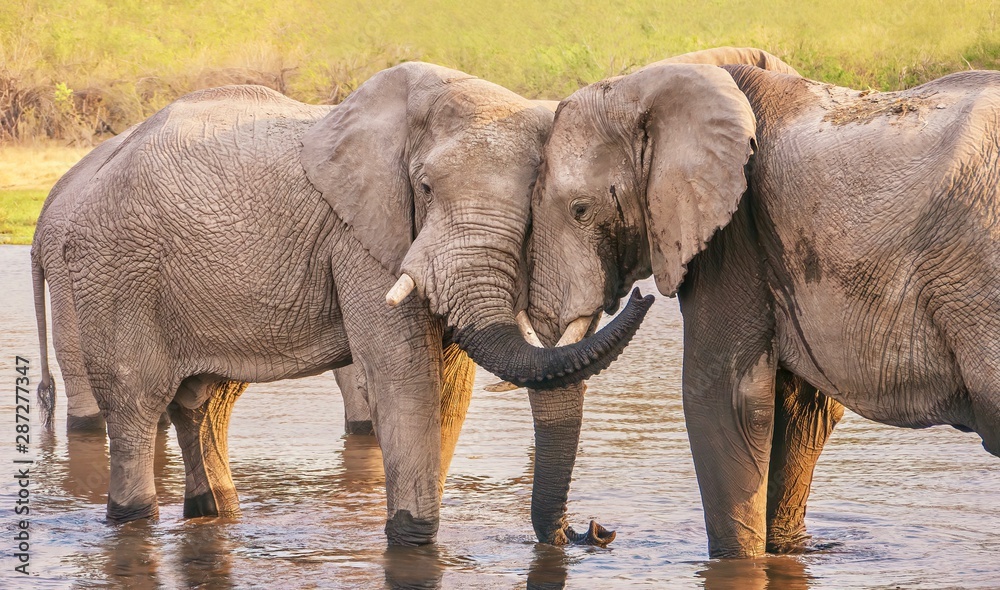 Two male elephants appear to know each other, displaying friendly, affectionate behavior while bathing in a river in Botswana.