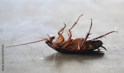 Dead cockroach tip over on floor. © apassara