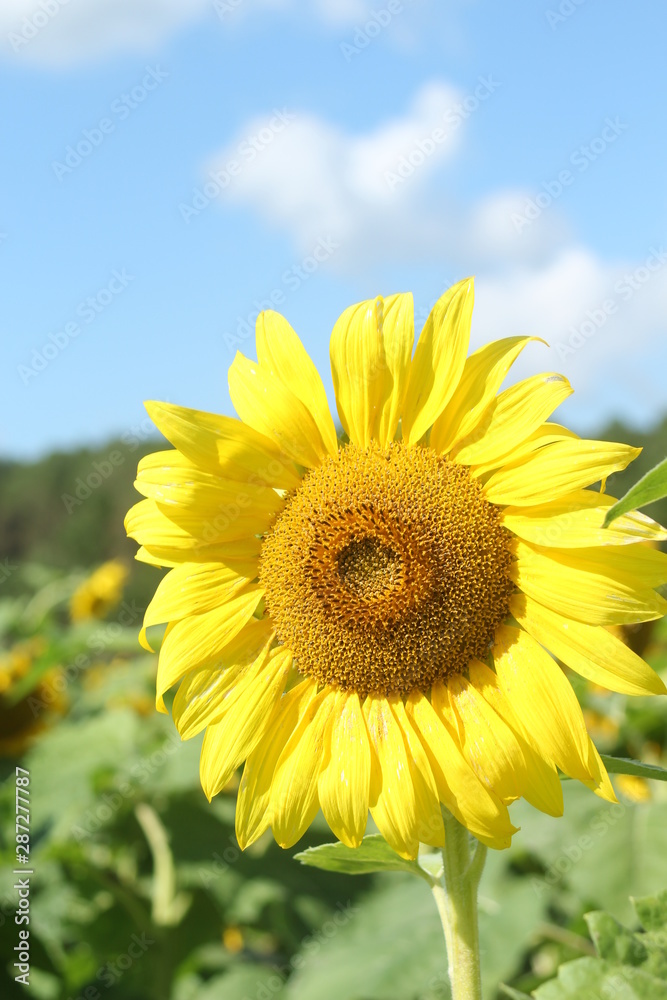 Sunflower field in Nayoro, Hokkaido, Japan