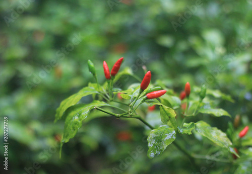 Guinea pepper, thai pepper in tree.