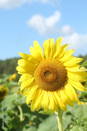 Sunflower field in Nayoro  Hokkaido  Japan