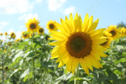 Sunflower field in Nayoro  Hokkaido  Japan