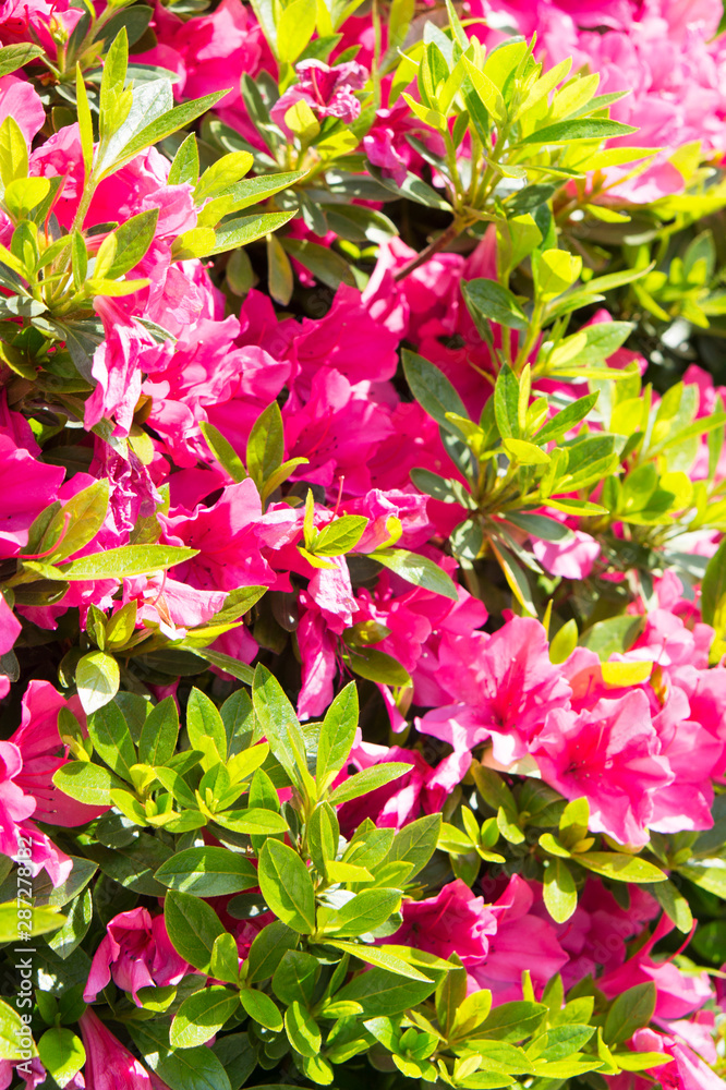 Rhododendron pulchrum Sweet, beautiful Rhododendron flowers.