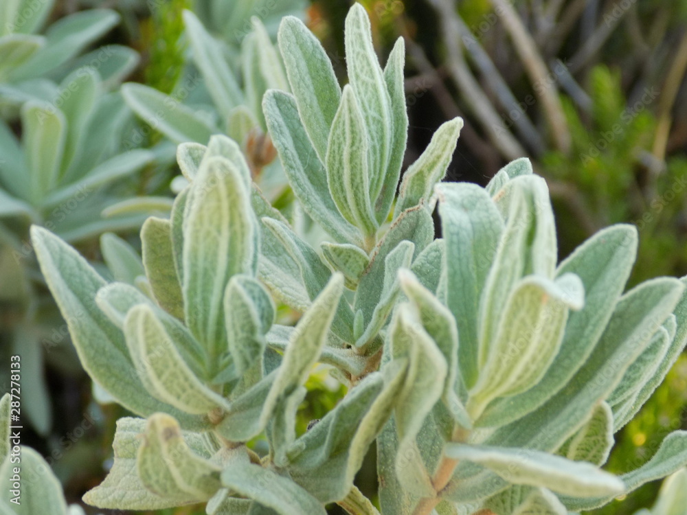 green plant green plant