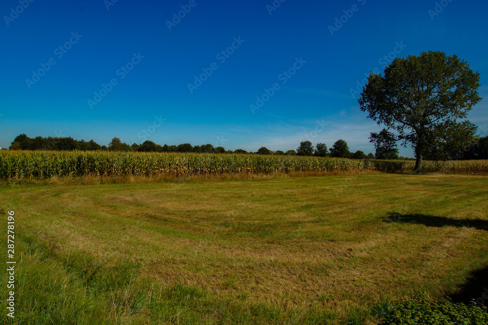 tree in the field with cornfield and blue sky
