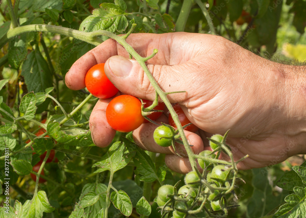 A man pick a cherry tomato at the garden A man pick a cherry tomato at the garden