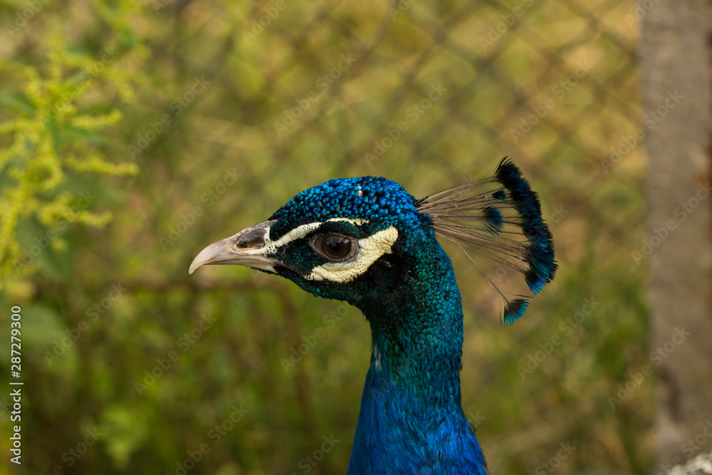 Indian peafowl or blue peafowl (Pavo cristatus), a large and brightly coloured bird. Peacock. Beautiful bird. Peahen. Indian peafowl or blue peafowl (Pavo cristatus), a large and brightly coloured bird. Peacock. Beautiful bird. Peahen.