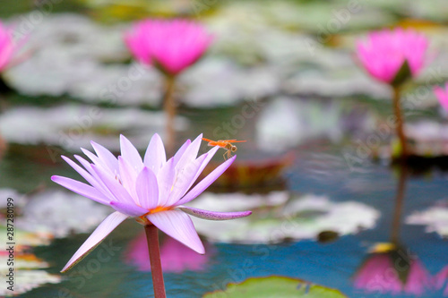 A dragonfly on beautiful lotus flower