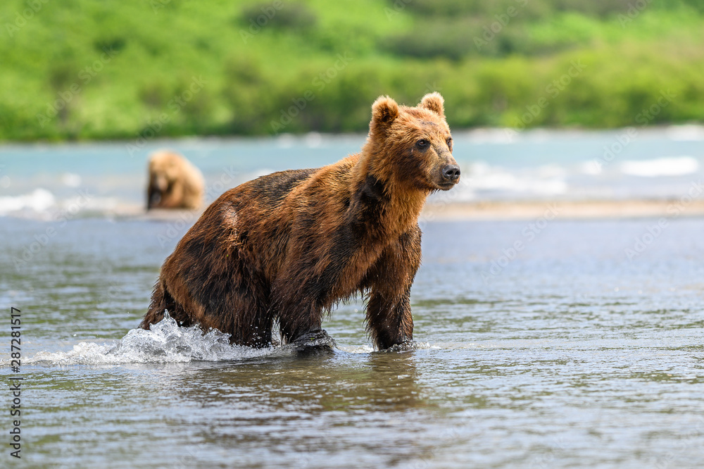Ruling the landscape, brown bears of Kamchatka (Ursus arctos beringianus) Ruling the landscape, brown bears of Kamchatka (Ursus arctos beringianus)