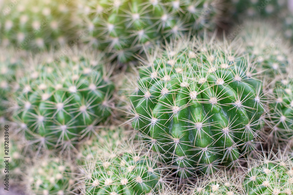 Cactus growing in the garden with sunlight for background. Cactus growing in the garden with sunlight for background.