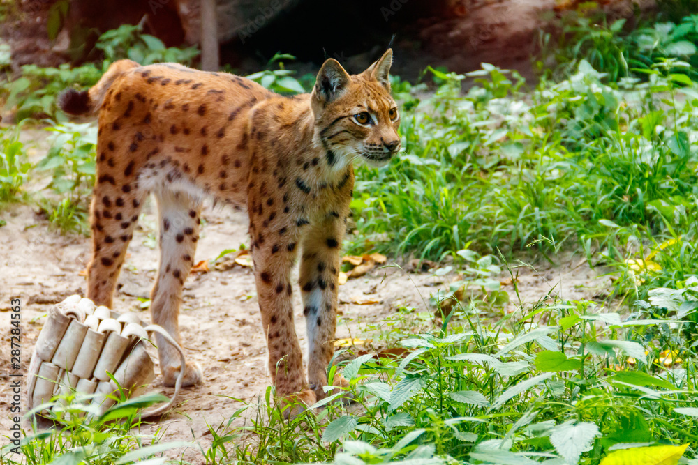 Obraz premium Portrait of Eurasian lynx (Lynx lynx)