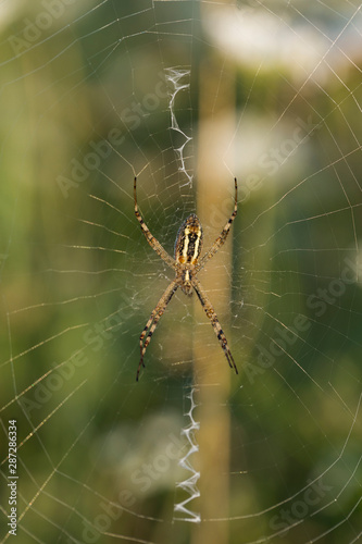 Argiope bruennichi (wasp spider) is a species of orb-web spider. Arachnids in the dew at dawn.