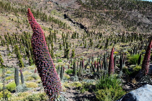 Tajinaste Flower of Tenerife Island photo