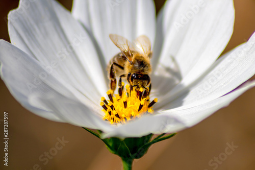 Weiße Blüte im Sonnenschein mit Biene beim Nektarsammeln auf gelb-schwarzen Blütenstempeln als Makro zeigt die Schönheit des Sommers und der Natur