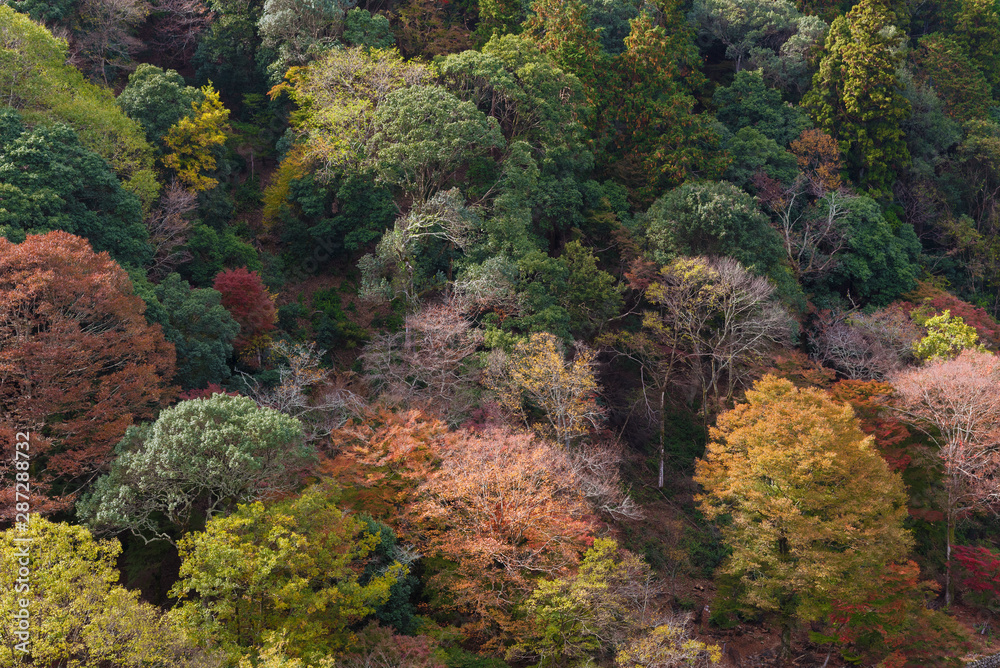 idyllic landscape of forest in Arashiyama, Kyoto, Japan in autumn season idyllic landscape of forest in Arashiyama, Kyoto, Japan in autumn season