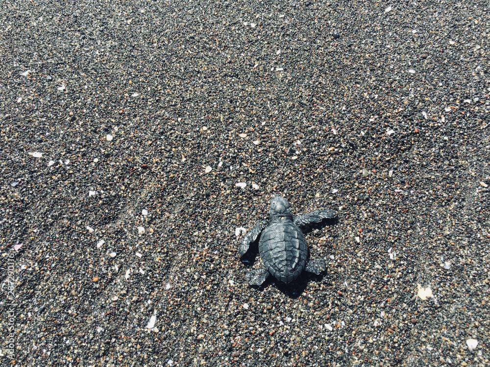 Little baby turtle walking to ocean