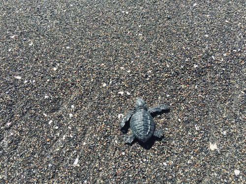 Little baby turtle walking to ocean