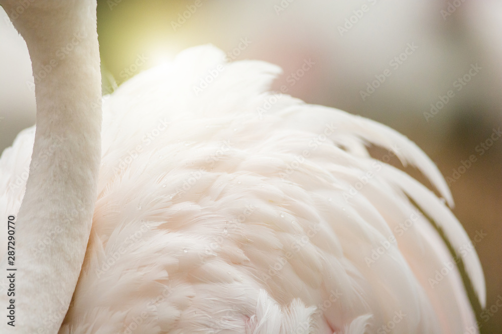 Obraz premium Flamingo's neck and feather background, it has a beautiful coloring of feathers. Greater flamingo, Phoenicopterus roseus